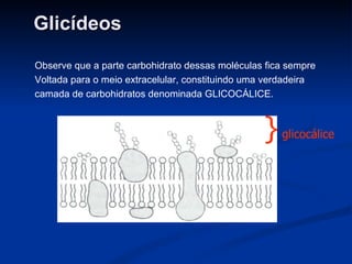Glicídeos  Observe que a parte carbohidrato dessas moléculas fica sempre Voltada para o meio extracelular, constituindo uma verdadeira  camada de carbohidratos denominada GLICOCÁLICE. }  glicocálice 