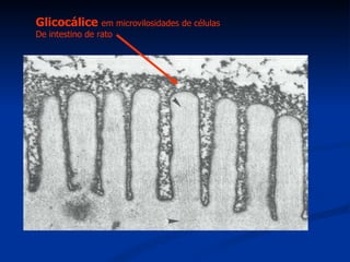 Glicocálice  em microvilosidades de células De intestino de rato 
