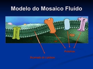 Modelo do Mosaico Fluido Bicamada de Lipídeos Proteínas 