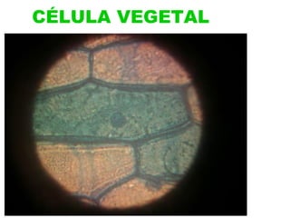 CÉLULA VEGETAL 
