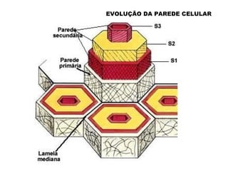 EVOLUÇÃO DA PAREDE CELULAR 