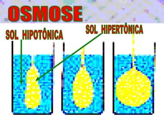 OSMOSE ÁGUA + SAL ÁGUA  MEMBRANA SEMIPERMEÁVEL SAL SAL SAL SOL  HIPERTÔNICA SOL  HIPOTÔNICA 