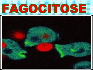 FAGOCITOSE 