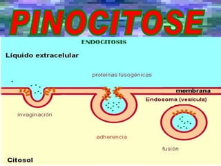 PINOCITOSE 