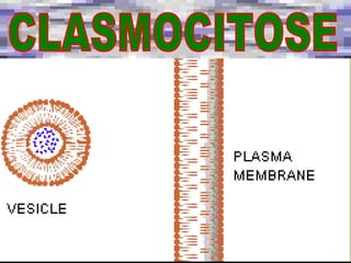 CLASMOCITOSE 
