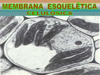 PLASMODESMO MEMBRANA  ESQUELÉTICA CELULÓSICA 