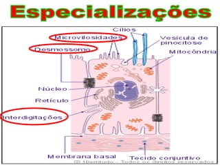 Especializações 