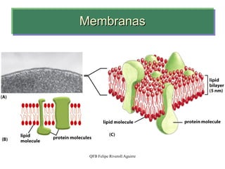 Membranas 