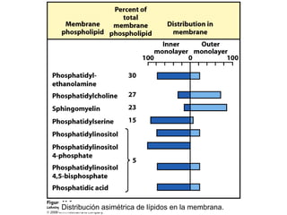 Distribución asimétrica de lípidos en la membrana. 