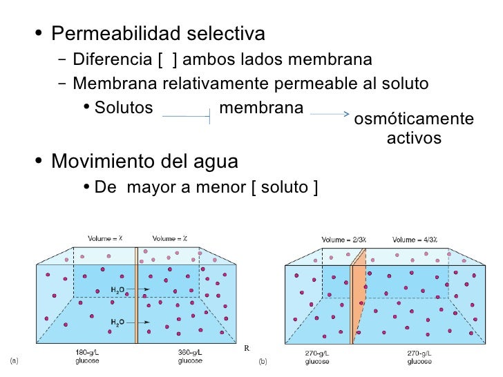Membranas