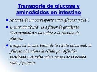 Transporte de glucosa y
aminoácidos en intestino
 Se trata de un cotrasporte entre glucosa y Na+.
 L entrada de Na+ es a favor de gradiente
electroquímico y va unida a la entrada de
glucosa.
 Luego, en la cara basal de la célula intestinal, la
glucosa abandona la célula por difusión
facilitada y el sodio sale a través de la bomba
sodio / potasio.
 