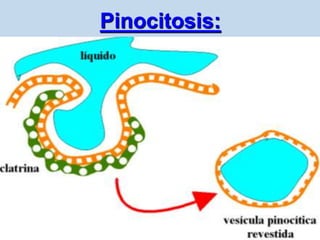 Pinocitosis:
 