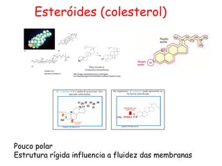 Esteróides (colesterol)
Pouco polar
Estrutura rígida influencia a fluidez das membranas
 