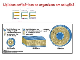 Lipídeos anfipáticos se organizam em solução2
 