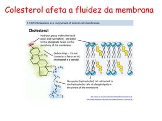 Colesterol afeta a fluidez da membrana
 