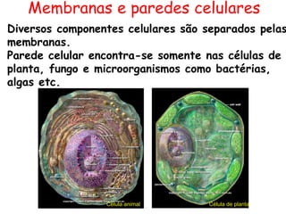 Membranas e paredes celulares
Célula animal Célula de planta
Diversos componentes celulares são separados pelas
membranas.
Parede celular encontra-se somente nas células de
planta, fungo e microorganismos como bactérias,
algas etc.
 
