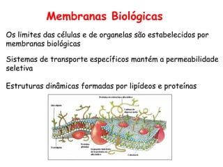 Os limites das células e de organelas são estabelecidos por
membranas biológicas
Sistemas de transporte específicos mantém a permeabilidade
seletiva
Estruturas dinâmicas formadas por lipídeos e proteínas
Membranas Biológicas
 