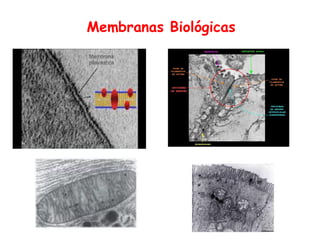 Membranas Biológicas
 