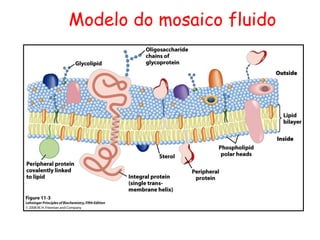 Modelo do mosaico fluido
 