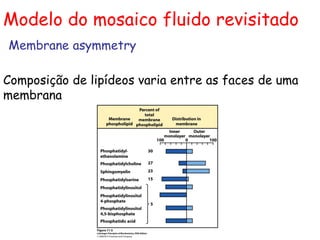 Modelo do mosaico fluido revisitado
Composição de lipídeos varia entre as faces de uma
membrana
Membrane asymmetry
 