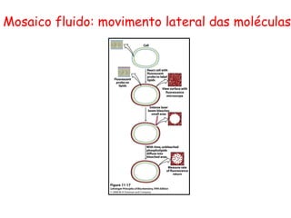 Mosaico fluido: movimento lateral das moléculas
 