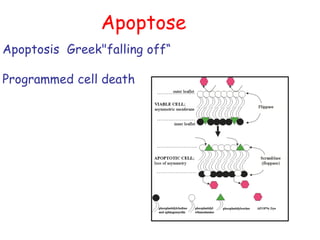 Apoptose
Apoptosis Greek"falling off“
Programmed cell death
 