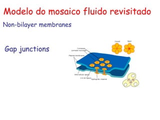 Non-bilayer membranes
Gap junctions
Modelo do mosaico fluido revisitado
 