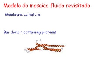 Modelo do mosaico fluido revisitado
Membrane curvature
Bar domain containing proteins
 