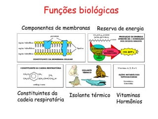 Componentes de membranas
Isolante térmico
Reserva de energia
Vitaminas
Hormônios
Constituintes da
cadeia respiratória
Funções biológicas
 