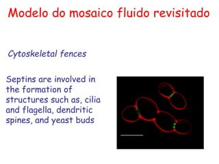 Cytoskeletal fences
Modelo do mosaico fluido revisitado
Septins are involved in
the formation of
structures such as, cilia
and flagella, dendritic
spines, and yeast buds
 