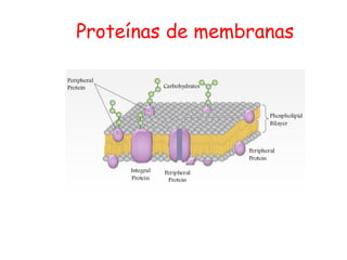 Proteínas de membranas
 
