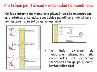 Proteínas periféricas – ancoradas na membrana
• No lado externo da
membrana plasmática são
encontradas as proteínas
ancoradas com grupo glicosil-
fosfatidilinositol
No lado interno da membrana plasmática são encontradas
as proteínas ancoradas com ácidos palmítico e mirístico e
com grupos farnesyl ou geranygeranyl
 