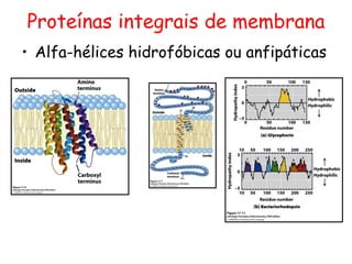 • Alfa-hélices hidrofóbicas ou anfipáticas
Proteínas integrais de membrana
 