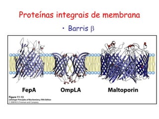 • Barris 
Proteínas integrais de membrana
 