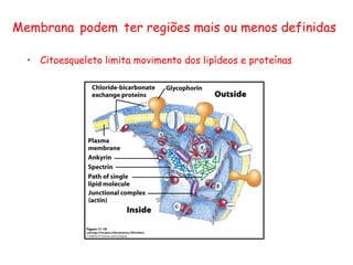 • Citoesqueleto limita movimento dos lipídeos e proteínas
Membrana podem ter regiões mais ou menos definidas
 