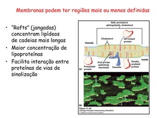 • “Rafts” (jangadas)
concentram lipídeos
de cadeias mais longas
• Maior concentração de
lipoproteínas
• Facilita interação entre
proteínas de vias de
sinalização
Membranas podem ter regiões mais ou menos definidas
 