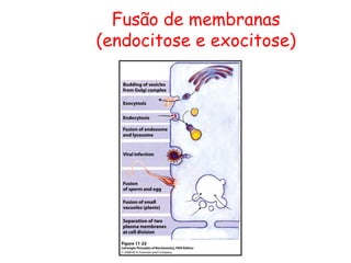 Fusão de membranas
(endocitose e exocitose)
 