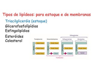 Triacilgliceróis (estoque)
Glicerofosfolípídios
Esfingolipídios
Esteróides
Colesterol
Tipos de lipídeos: para estoque e de membranas
 