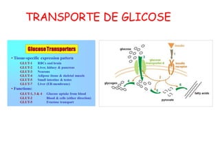 TRANSPORTE DE GLICOSE
 