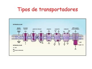 Tipos de transportadores
 