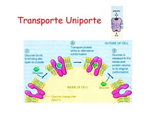Transporte Uniporte
 