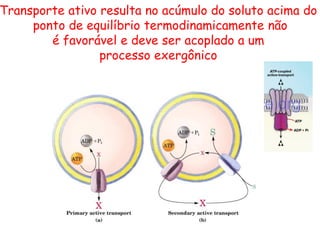 Transporte ativo resulta no acúmulo do soluto acima do
ponto de equilíbrio termodinamicamente não
é favorável e deve ser acoplado a um
processo exergônico
 