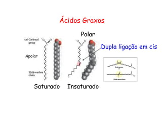 Ácidos Graxos
Apolar
Saturado Insaturado
Polar
Dupla ligação em cis
 