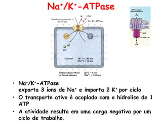 • Na+/K+-ATPase
exporta 3 íons de Na+ e importa 2 K+ por ciclo
• O transporte ativo é acoplado com a hidrolise de 1
ATP
• A atividade resulta em uma carga negativa por um
ciclo de trabalho.
Na+/K+-ATPase
 