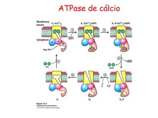 ATPase de cálcio
 