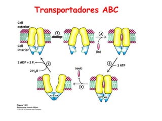Transportadores ABC
 
