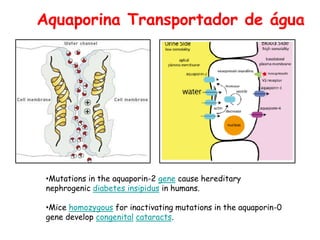 Aquaporina Transportador de água
•Mutations in the aquaporin-2 gene cause hereditary
nephrogenic diabetes insipidus in humans.
•Mice homozygous for inactivating mutations in the aquaporin-0
gene develop congenital cataracts.
 