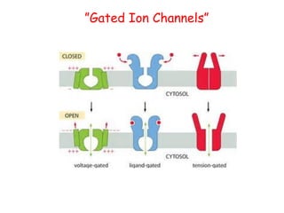 ”Gated Ion Channels”
 