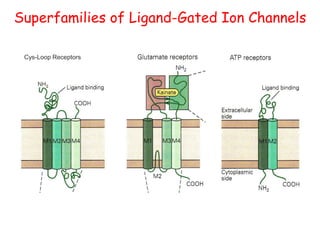 Superfamilies of Ligand-Gated Ion Channels
Kandel, Schwartz & Jessel, Principles of Neural Science 4th Ed. (2000)
Cys-Loop Receptors
 