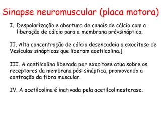 Sinapse neuromuscular (placa motora)
I. Despolarização e abertura de canais de cálcio com a
liberação de cálcio para a membrana pré=sináptica.
II. Alta concentração de cálcio desencadeia a exocitose de
Vesículas sinápticas que liberam acetilcolina.]
III. A acetilcolina liberada por exocitose atua sobre os
receptores da membrana pós-sináptica, promovendo a
contração da fibra muscular.
IV. A acetilcolina é inativada pela acetilcolinesterase.
 